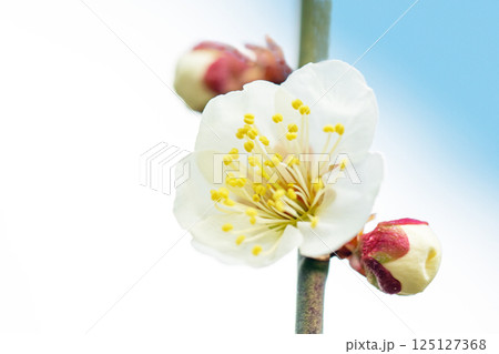 家の周りの草花　四季の色々　早春に美しい小さな花が咲きました　寒風に耐えて咲く白梅 125127368