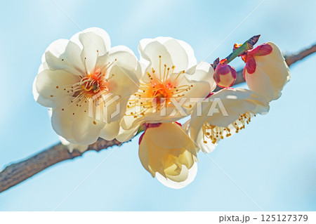 家の周りの草花 四季の色々 早春に美しい小さな花が咲きました 寒風に耐えて咲く白梅 家の周りの草花 四季の色々 早春に美しい小さな花が咲きました 寒風に耐えて咲く白梅 125127379