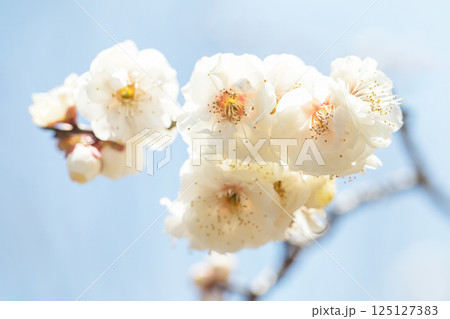 家の周りの草花　四季の色々　早春に美しい小さな花が咲きました　青空に映える白梅 125127383
