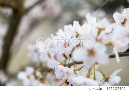 春の陽気に誘われた桜の花 125127502