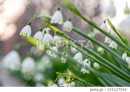 白いスズランスイセンの花 白いスズランスイセンの花 125127543