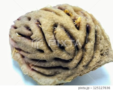 A picture of peach seed isolated on a white background 125127636