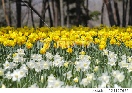 早春のスイセンの花 125127675