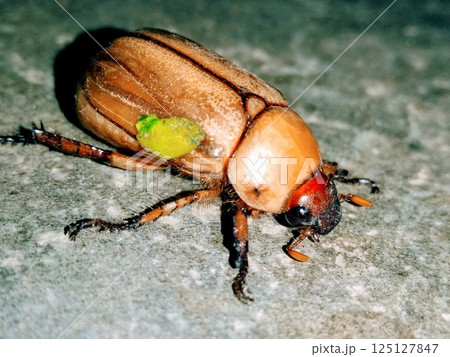 A picture of brown beetle with dark background A picture of brown beetle with dark background 125127847
