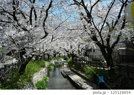 二ヶ領用水のサクラ並木 125128054