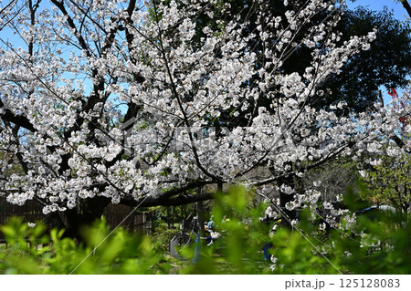 二ヶ領用水のサクラ並木 125128083