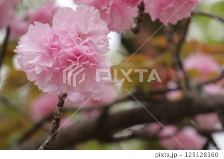 大きな花のサクラ八重桜 125128160