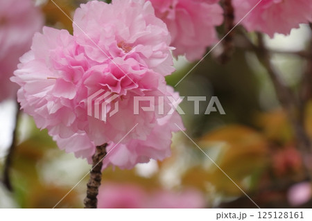 大きな花のサクラ八重桜 125128161
