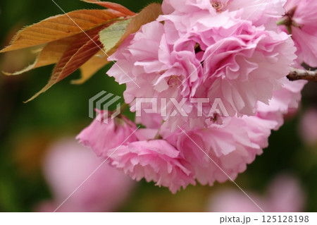 大きな花のサクラ八重桜 125128198