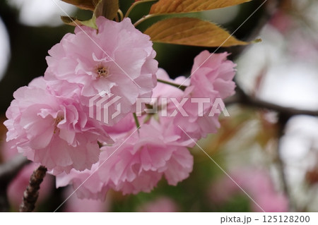 大きな花のサクラ八重桜 125128200