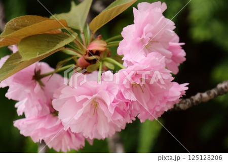 大きな花のサクラ八重桜 125128206