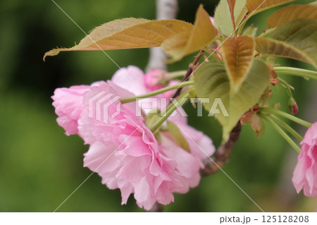 大きな花のサクラ八重桜 大きな花のサクラ八重桜 125128208