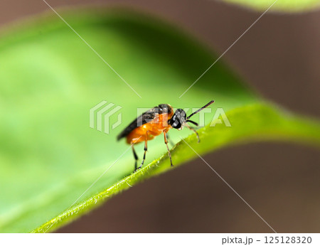 黒とオレンジのとても小さいセグロカブラハバチの成虫（自然光+ストロボマクロ接写） 125128320