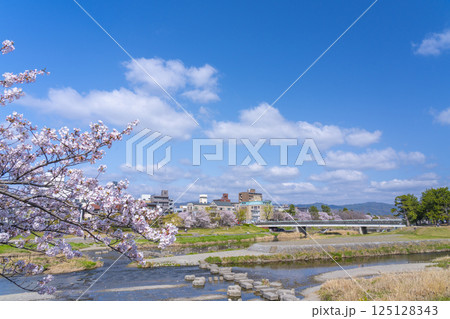 春の京都　満開の桜と鴨川デルタ周辺 125128343