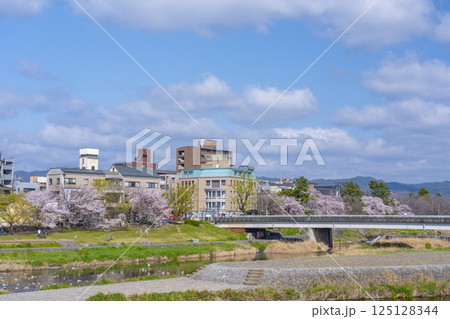 春の京都　満開の桜と鴨川デルタ周辺 125128344