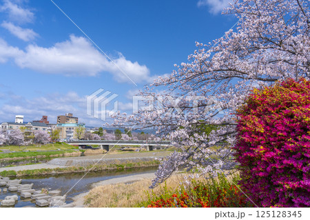 春の京都 満開の桜と鴨川デルタ周辺 春の京都 満開の桜と鴨川デルタ周辺 125128345