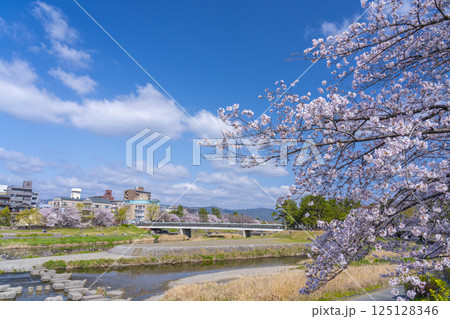 春の京都　満開の桜と鴨川デルタ周辺 125128346