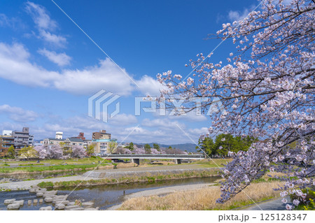春の京都　満開の桜と鴨川デルタ周辺 125128347
