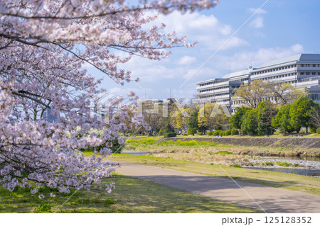 春の京都　満開の桜と鴨川　出町柳〜神宮丸太町 125128352