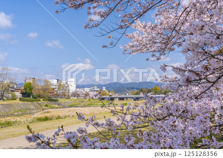 春の京都　満開の桜と鴨川　荒神橋周辺 125128356
