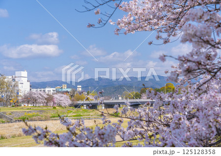 春の京都　満開の桜と鴨川　荒神橋周辺 125128358