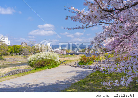 春の京都　満開の桜と鴨川　出町柳〜神宮丸太町 125128361