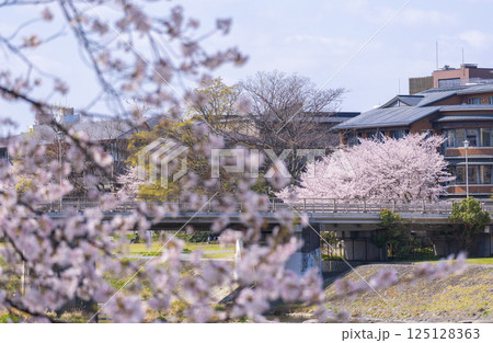 春の京都 満開の桜と鴨川 荒神橋 春の京都 満開の桜と鴨川 荒神橋 125128363