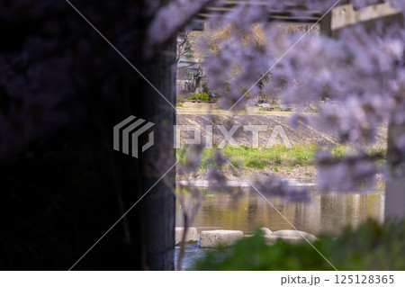 春の京都　満開の桜と鴨川　荒神橋 125128365