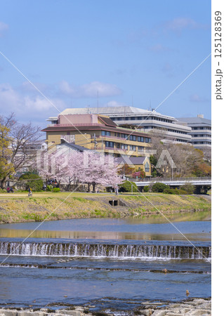 春の京都　満開の桜と鴨川　丸太町橋 125128369