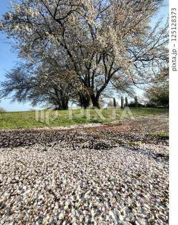 港北ニュータウン・中川八幡山公園の桜 125128373