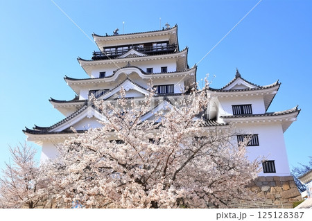 【広島県】桜咲く春の福山城（復興後） 125128387