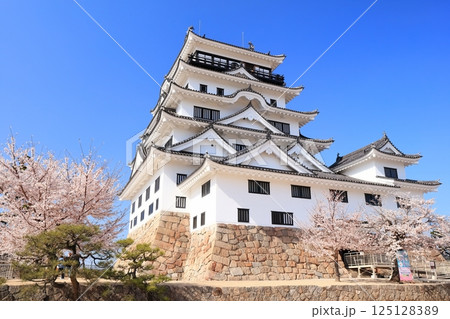 【広島県】桜咲く春の福山城（復興後） 125128389