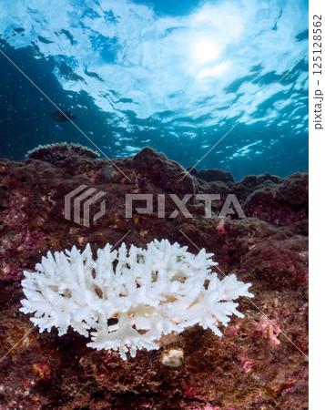 白化してしまったサンゴ（エンタクミドリイシ他）。ヒリゾ浜中木南伊豆町伊豆半島静岡県2024 125128562