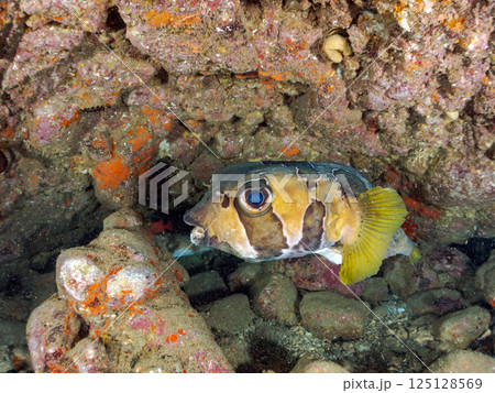 水中洞窟にいる巨大なヒトヅラハリセンボン。ヒリゾ浜中木南伊豆町伊豆半島静岡県2024 125128569