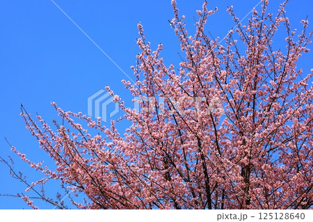 青空と満開の桜 125128640