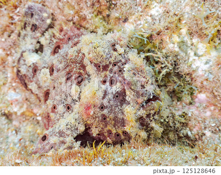 エスカを振って魚を呼び寄せて狩る、巨大なオオモンカエルアンコウ。 伊豆半島賀茂郡南伊豆町中木ヒリゾ浜 エスカを振って魚を呼び寄せて狩る、巨大なオオモンカエルアンコウ。 伊豆半島賀茂郡南伊豆町中木ヒリゾ浜 125128646