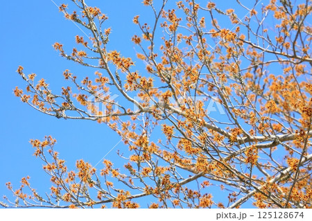 マンサクの花 125128674