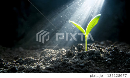 暗闇の中で若葉が光に照らされる神秘的な新芽の成長イメージ 125128677