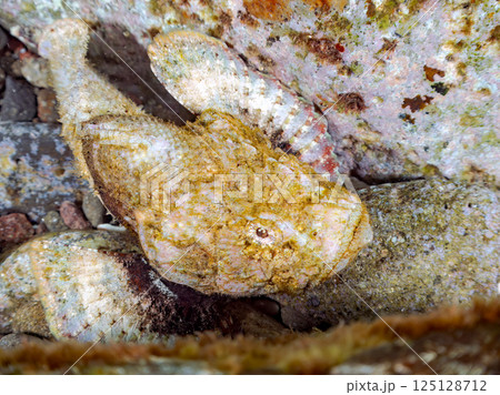 岩の間で完璧な擬態をする、美しいサツマカサゴ、ニライカサゴ他。ヒリゾ浜中木南伊豆町伊豆半島静岡県 125128712