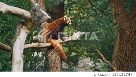 Red Panda Sits On Tree Combing Itself. Ailurus Fulgens Or Lesser Panda Is Small Mammal Native To The Eastern Himalayas And Southwestern China. Red Pandas Are Also Symbol Of Goodness And Good Fortune 125128747