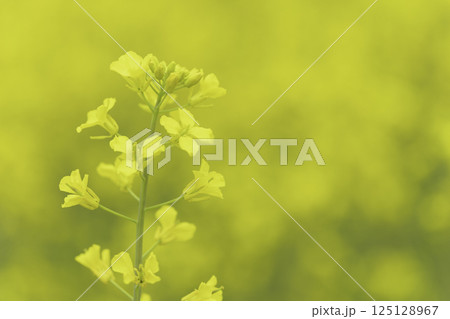 菜の花　左寄り 125128967