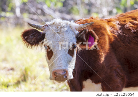 A brown cow with a white face relaxing in the sunshine A brown cow with a white face relaxing in the sunshine 125129054