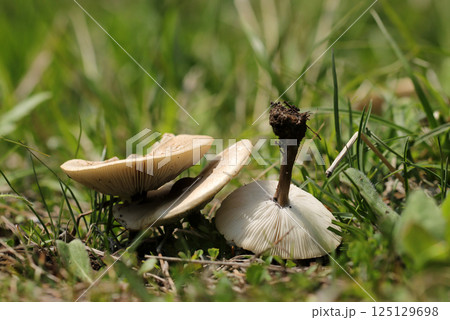 春の明るい草地にベージュ色の中型ザラミノシメジ属茸（表裏・晴天下自然光マクロ撮影） 125129698