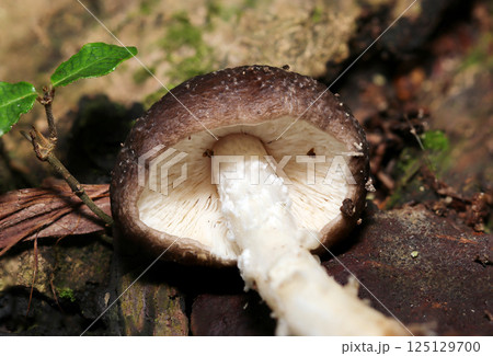 若いウラベニガサキノコの頭頂部カサ裏のヒダと柄（自然光+ストロボマクロ接写） 125129700
