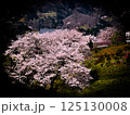 山の桜 125130008