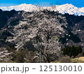 桜咲く 125130010