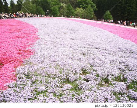 埼玉県秩父市の羊山公園(芝桜の丘) 埼玉県秩父市の羊山公園(芝桜の丘) 125130028