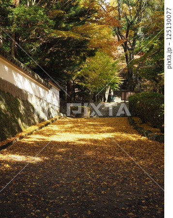 木漏れ日に輝く黄色いイチョウの絨毯が美しい境内(播州清水寺の境内) 木漏れ日に輝く黄色いイチョウの絨毯が美しい境内(播州清水寺の境内) 125130077