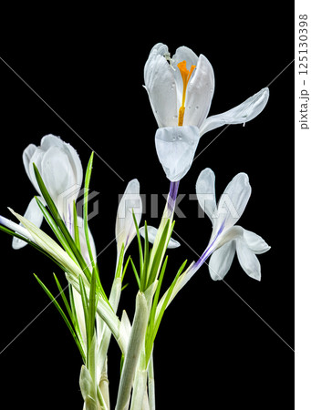 White Crocus Blooms Against Stark Black, Dew-Kissed and Delicate 125130398