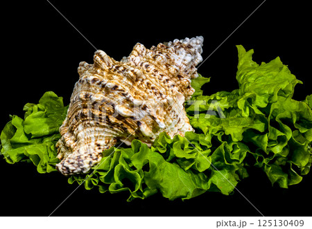 Seashell Resting on Vibrant Green Lettuce, Isolated on Black Seashell Resting on Vibrant Green Lettuce, Isolated on Black 125130409